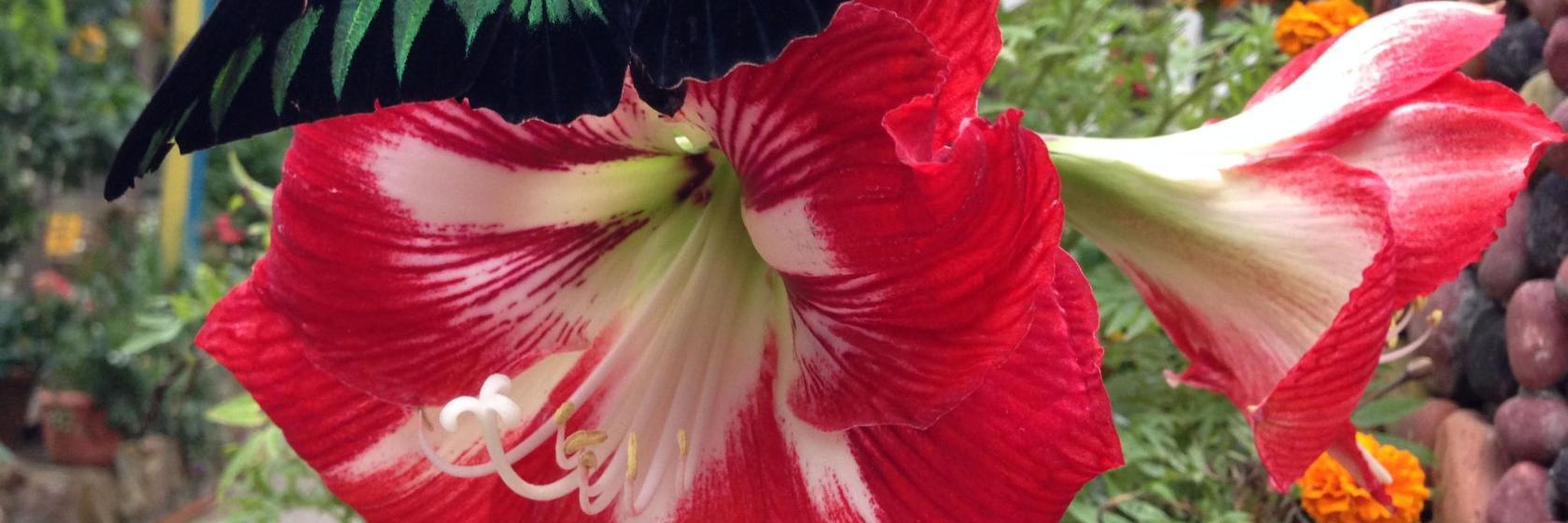 Cameron Highland Butterfly Farm